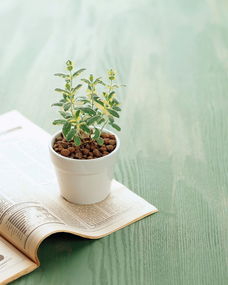 盆景造型植物盆景家居装饰素材大全图片下载素材 植物图片