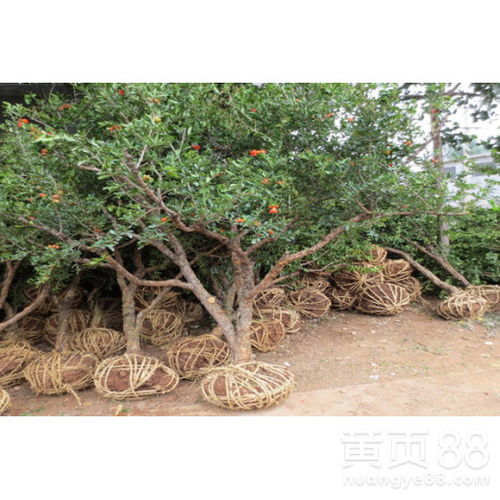 【丰产石榴苗修剪三年嫁接石榴苗修剪】- 黄页88网