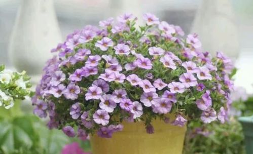 种花全部用营养土可以吗、种花全用营养土好吗