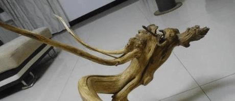 大爷捡到 龙形 树根,形状的确不一般,专家鉴定后意外发生了