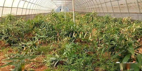 靖安镇发展特色产业,带动群众就业增收