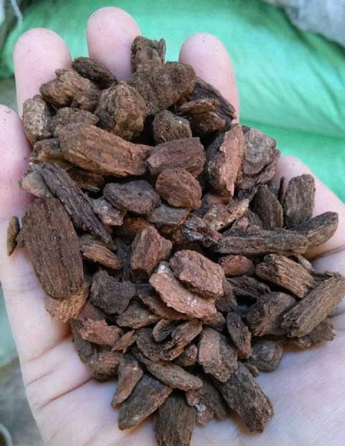 都喜欢用松树皮给兰花配土,混配之后,效果真好