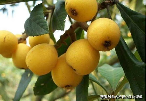 枇杷用什么肥料会让果实更甜—枇杷施什么肥能