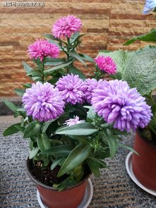 土壤板结,植物开花少,注意这个 动作 ,花土疏松又透气