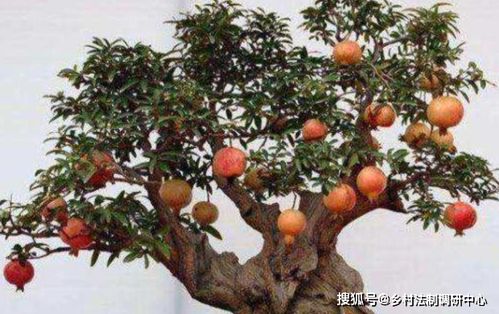 盆栽石榴的种植方法
