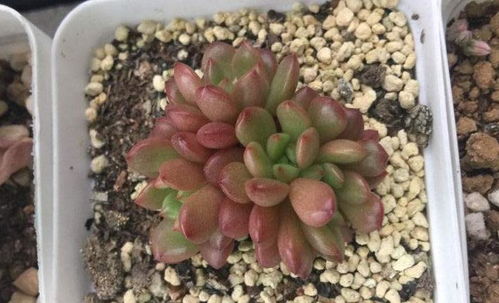 多肉叶插可以使用河沙吗 当然可以,不过幼苗长到稍大就需要移盆