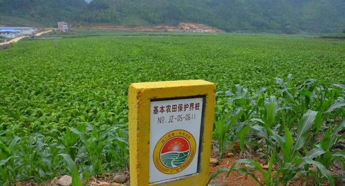 农村实行 新三禁 ,农村朋友看看是哪 三禁 ,别大意犯了禁令