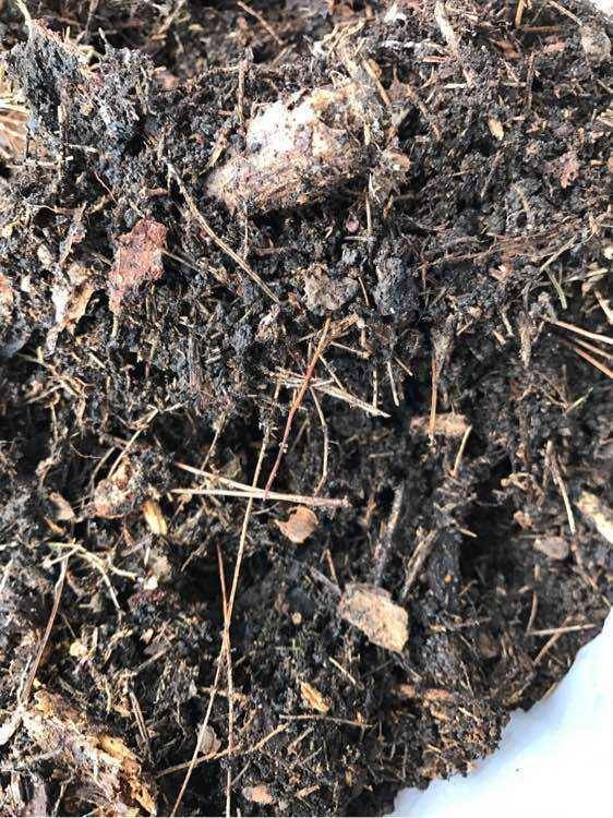 茶花用什么土栽种最好 分享3个简单的配土方法,好操作不烂根