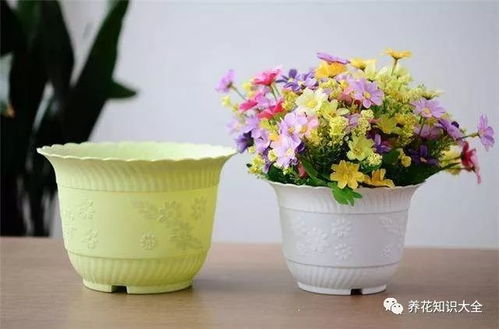 最全养花技巧,1篇抵100篇,看完这个你也可成为养花达人
