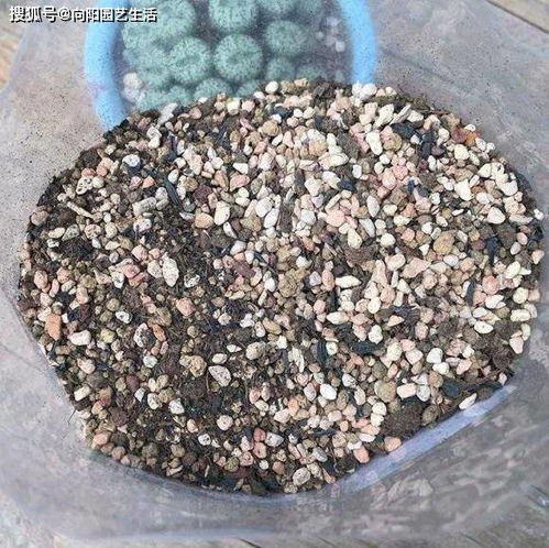 生石花徒长了,是你不会养,砂石土少浇水,远离 大长腿