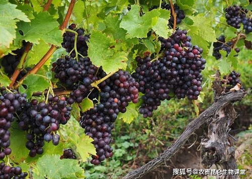 葡萄用什么叶面肥好 一次喷施多少肥料能膨果 葡萄增甜肥料用哪个比较好