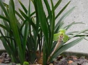 花盆怎么保持土壤湿润;怎样保持花盆土壤湿润但