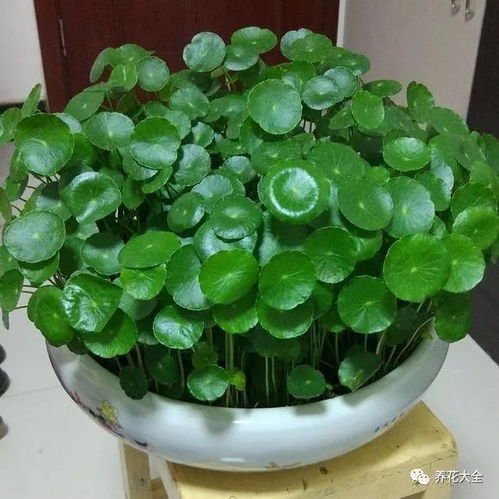 绿萝铜钱草 挖个坑浇点水,突然长疯了,叶子比5个硬币还大