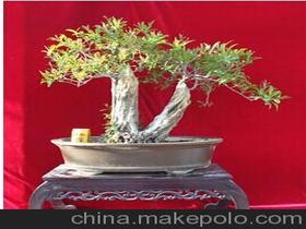盆景图片石榴价格 盆景图片石榴批发 盆景图片石榴厂家