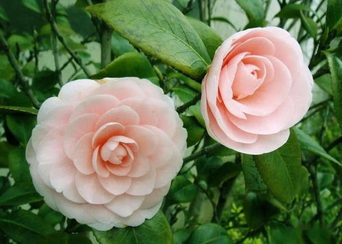 九月养茶花,这 三动作 不能漏,否则易黄叶烂根,下半年没花看