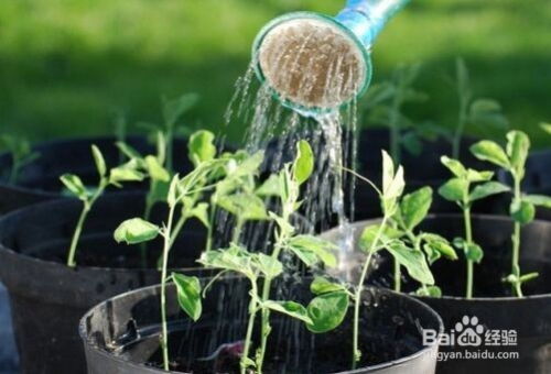 怎样用淘米水种菜种花