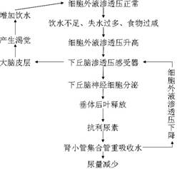 三 免疫 1. 体液免疫与细胞免疫过程的比较及关系 两种免疫的过程都分为感应阶段.反应阶段.效应阶段三个阶段.在免疫过程中二者各有其独特的特点却又相互配合.