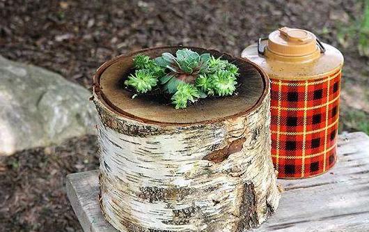 老大爷养多肉用木头 别致 捡些它们制作花盆,造型独特又实用