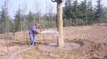 大树断根几天后可以移植,大树移栽断根处理
