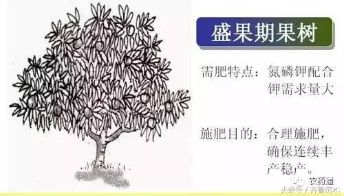 化肥的正确施用方法及注意事项,学会了作物施肥效果顶呱呱