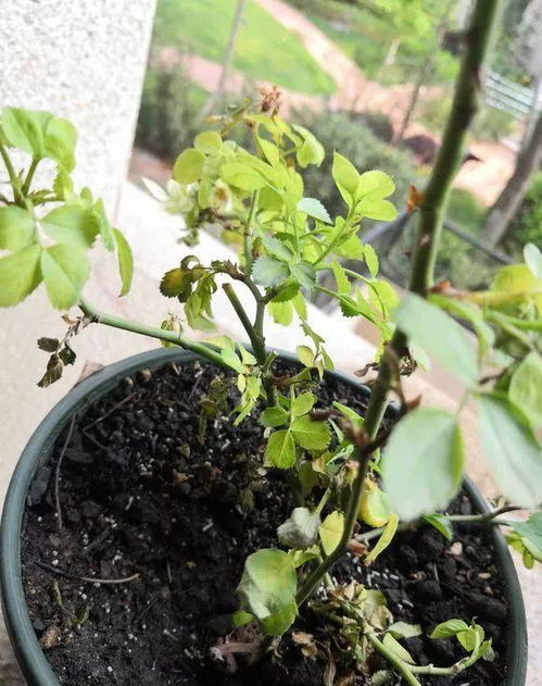花儿突然就蔫了,5大原因不可不知,一步没做对,3天就枯死 叶子