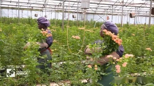 花卉生长的气象条件,肯尼亚的鲜花农场, 点花成金 的秘密,一份来自肯尼亚的鲜花,请查收