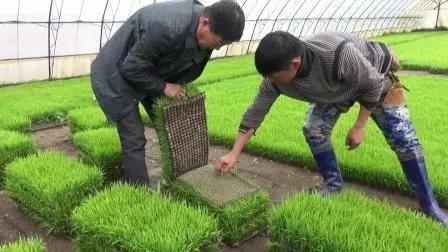 水稻育苗时间到了,啥时候育苗最好