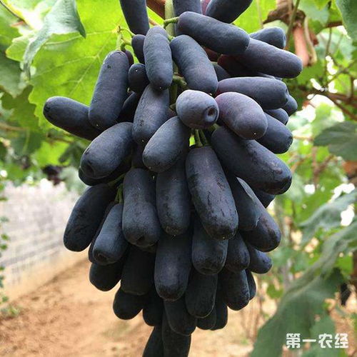 蓝宝石葡萄要怎么扦插 蓝宝石葡萄的扦插技术