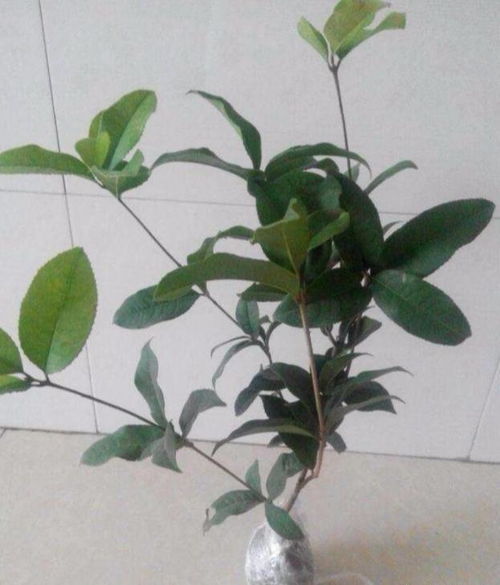 黄土坨桂花小苗用这种土壤上盆,疏松又营养,不用缓苗长得旺