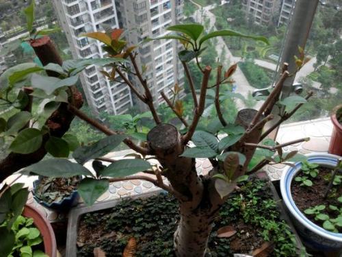秋天养殖桂花,想香飘十里 室内盆栽切中5点,没问题