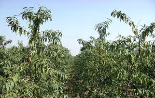 主干形桃树有何优缺点 种植户用了6个小时写的经验