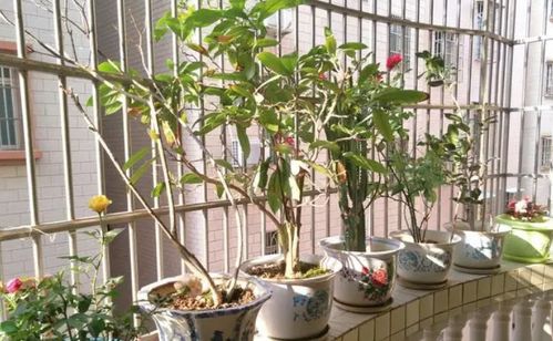 养花该不该买营养土 嫌贵自己配,不能少了这3样东西