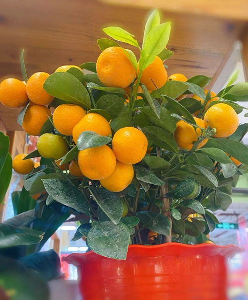今日立春 这些过年的花儿,开的正艳