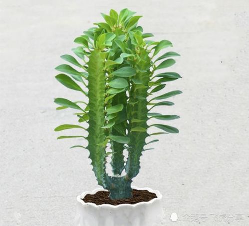 四种花不喜欢在土里长,就喜欢沙子,掺一点才能长得更好
