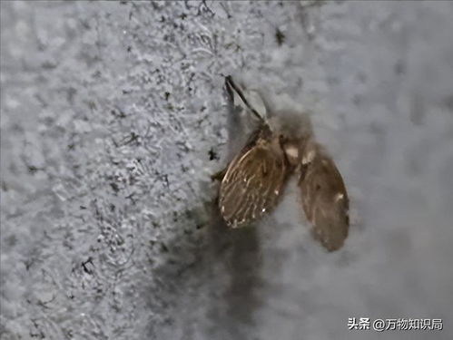 卫生间里的小飞虫是什么 能在人脸上产卵长蛆,如果发现赶紧消灭