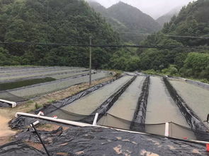 土地积水多不往下渗怎么办;土地渗水慢怎么处理