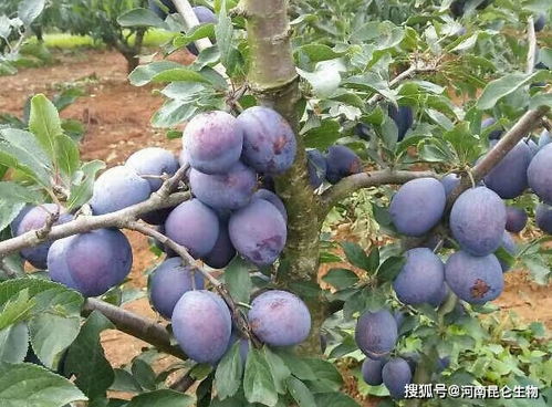 李子树追施什么肥料膨果 李子树增甜上什么肥料 李子树用什么叶面肥