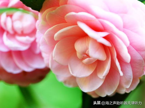 解决 小状况 ,让茶花远离落叶,枝繁叶茂满树花
