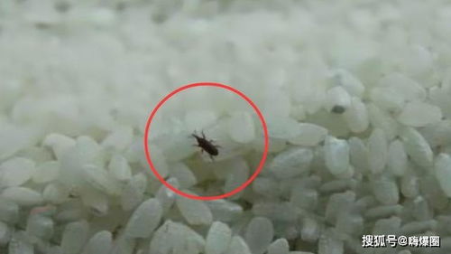 米放久了就生虫,那这些虫子是从哪来的 难道是凭空出现的吗