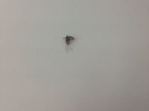 室内出现一片黑色小飞虫,怎么消灭掉啊