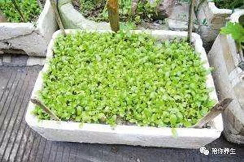 在泡沫箱中种菜安全吗 泡沫箱里种出的菜能吃吗