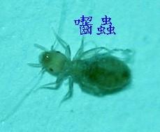 家里衣柜里有这样的小虫子,针尖大小,这种虫子叫啥