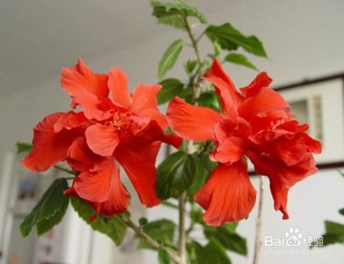 如何正确养殖木菊花
