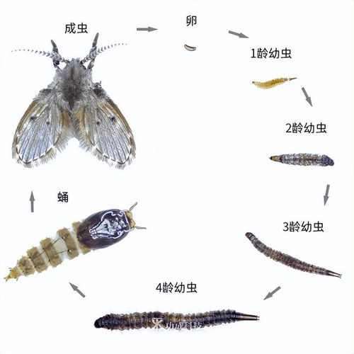 卫生间里的小飞虫是什么 能在人脸上产卵长蛆,如果发现赶紧消灭