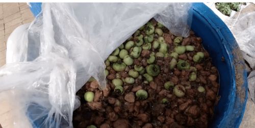 菜园种菜好时节,不想施化肥 用上3种自制肥,蔬菜也能长好
