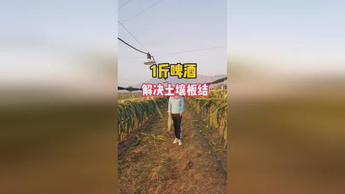 一斤啤酒轻松解决土壤板结;啤酒能让土壤变疏松
