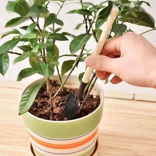给花换盆,这4种土万万不可用,否则服盆难,花也难养活 花友