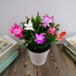 家里的 3种花 扦插正合适,来年长势快,容易开花爆盆