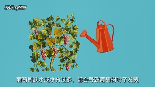 葡萄树结果了叶子发黄怎么办