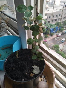 花盆里有黑色的小虫子,很小,不仔细看,看不到 请问怎么治虫子呢